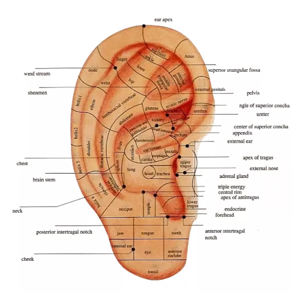 Auricular Ear Acupuncture Points Detector